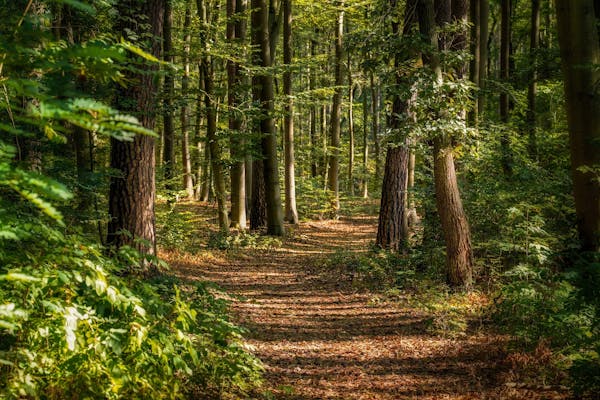 Forets du Limousin